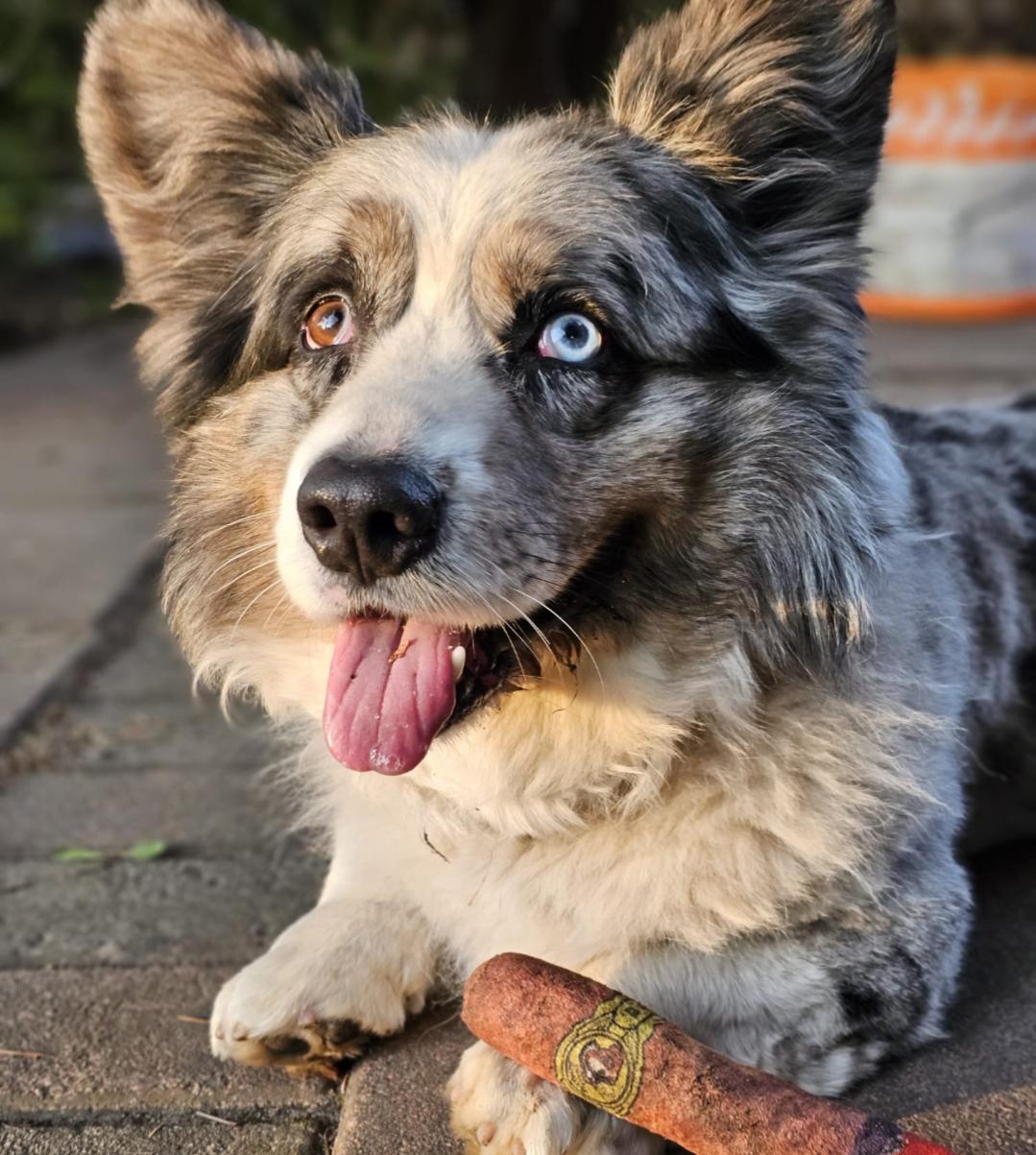 Piesław